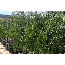 Image result for Melaleuca leucadendron