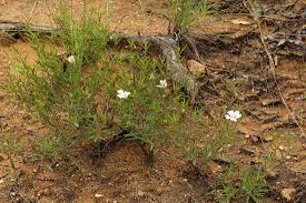 Image result for Monsonia