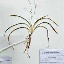 Image result for Clutia robusta