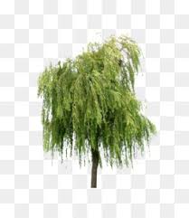 # willow tree png & psd images. Willow Tree Png Willow Tree Silhouette Willow Tree Logo Weeping Willow Tree Black And White Willow Tree Graphic Willow Tree Outline Willow Tree Vector Willow Tree Black And White Willow Tree