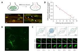 Release of norepinephrine at synapses within. Ijms Free Full Text Quantitative Synaptic Biology A Perspective On Techniques Numbers And Expectations Html