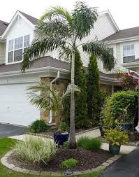 It can tolerate cold down to 30f and should be protected from frost. My Foxtail Palm In Chicago