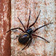 Scientists poked and prodded these spiders to false black widows. Warnings Over Noble False Widow Spider Bites As Numbers Surge Across Uk Mirror Online