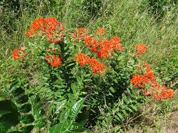 Image result for Asclepias foliosa