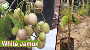 Syzygium cumini, commonly known as malabar plum, java plum, black plum, jamun or jambolan, is an evergreen tropical tree in the flowering plant family myrtaceae, and favored for its fruit, timber, and ornamental value. White Jamun Plants With Grafted 1st Year Fruiting Start Contact 9333227579 Youtube