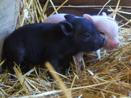 The eu pet travel regulation (regulation (eu) 576/2013) details the documentary, health and compliance check requirements for the travel of pet dogs (including assistance dogs), cats and ferrets between and into eu member states (ms) including northern ireland (ni) to avoid the quarantining of animals. Baby Micro Pig For Sale Novocom Top