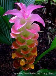 Curcuma Cordata Commonly Known As The Jewel Of Thailand Siam Tulip Hidden Ginger Pastel Hidden Gi Ginger Plant Flower Lisianthus Flowers Beautiful Flowers