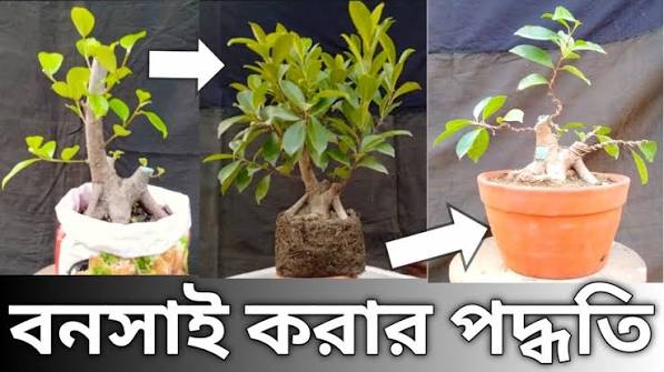 বনসাই তৈরির পদ্ধতি