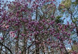I have personally enjoyed observing birds near these trees in forested areas (particularly anamalais). 30 Great Flowering Trees For Alabama Gardens Progardentips