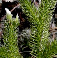 Image result for Lycopodium clavatum