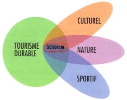 Image result for Eragrostis castellaneana