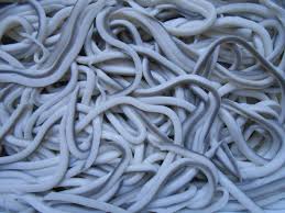 Eels, glass eel, elver fishing, eel life history. Des Civelles Ou Des Pibales Points De Cerise Violette