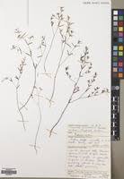 Image result for Euphorbia eylesii