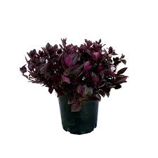 200mm Little Maroon Alternanthera Ground Cover Plants Plants Ground Cover