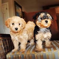 Hank is the light colored one and heidi is his sister, black with gold around her face, ears and chest. Morki Poo Puppies These Are Our Adorable Babies Hank Is The Light Colored One And Heidi Is His Sister Black With G Morkie Puppies Yorkie Poodle Cute Animals
