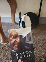 Thumbs down 👎 to whoever done this it's honestly just disgusting poor  thing was stuck in the fence just bc it has nice antlers doesn't mean you  should leave it like this.