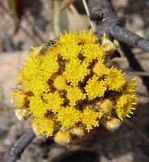 Image result for Helichrysum mechowianum