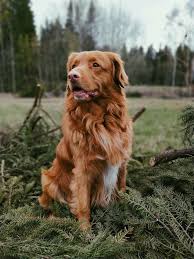 Chien toller toller dog pet dogs dogs and puppies dog cat doggies nova scotia dog nova scotia duck tolling retriever cute animals. Nova Scotia Duck Tolling Retriever Preis