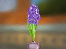 Maybe you would like to learn more about one of these? How To Grow A Hyacinth Bulb In Water 9 Steps With Pictures