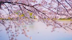 Bunga sakura diartikan dalam beragam filosofi pada masyarak jepang sendiri, ada yang menganggap bahwa. Kepo Soal Ciri Dan Fakta Menarik Bunga Sakura Mampir Sini Aja Kepogaul