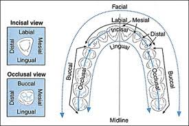 dentaltown dental tooth surfaces diagram dental teeth