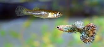 We did not find results for: Mosquito Fish Vs Guppy Are They The Same