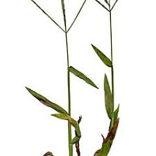 Image result for Digitaria gazensis