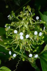 Image result for Aneilema