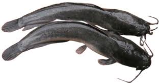 Maybe you would like to learn more about one of these? Ikan Lele