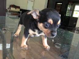 Puppies for sale from virginia breeders. Adorable Chihuahua Puppies For Sale In Winchester Virginia Classified Americanlisted Com