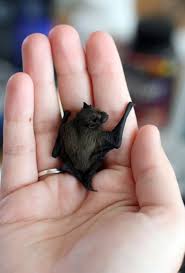 It was originally released in october 2016 at sapphire shop and claws 'n paws for 50 sapphires, and also through the night of the phantoms bundle for 250 sapphires. Pet Bats For Sale Pet S Gallery