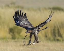 Golden Eagle The Hunter Bird In Mongolia In 2020 Eagle Hunting Golden Eagle Mongolia