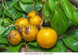 Image result for Strychnos innocua