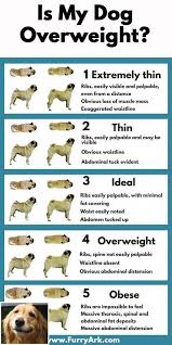 Stop Dog Jumping And Dog Training Tips Best Check The Pic For Various Dog Training Tips For Jumping 3986621855 Dog Overweight Dog Dog Care Tips Dog Health