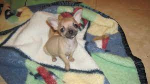 Cl portland > for sale. Deer Head Chihuahua Puppies Craigslist Off 69 Www Usushimd Com