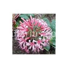 Image result for Ammocharis