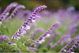 Landscaping minutes for managers is a resource for community association managers, property managers, and facility managers.this tutorial specifically. 4 Jacksonville Flowers That Your Flowerbed Just Has To Have