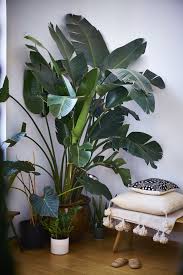 Bird Of Paradise Plant Care Indoors White Bird Of Paradise House Plants Indoor Large Indoor Plants