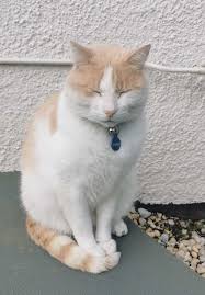 Cat Hangs Around A Hospital For A Year Ends Up Getting Hired As A Security Cat In 2020 Cats Hospital Kitten