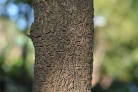 Image result for Rauvolfia nana