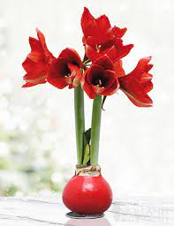Maybe you would like to learn more about one of these? Red Waxed Amaryllis Holiday Decor Special Occasion Gift Hand Dipped In Wax