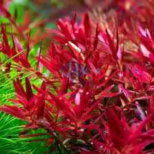 Image result for Rotala submersa