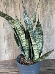 Image result for Sansevieria