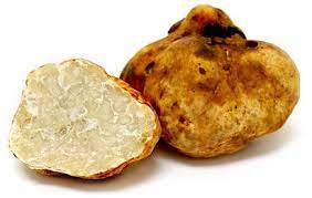 White Oregon Truffles Truffles White Truffle Growing Truffles