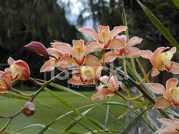 Duży wybór farby do wnętrz oraz dodatkowe wyposażenie znajdziesz online na obi lub w twoim markecie. Dzika Orchidea 3 Zdjecia Ze Zbiorow Freeimages Com