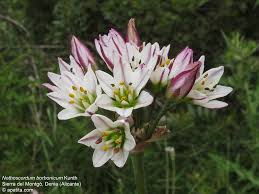 Image result for Nothoscordum borbonicum