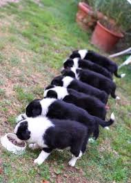 Border Collie Feeding Amount Guidelines How Much To Feed