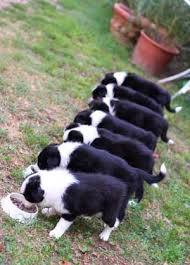 border collie feeding amount guidelines how much to feed