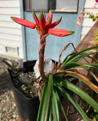 Image result for Aloe wildii