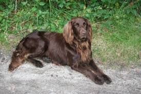 Image result for německý ohař dlouhosrstý